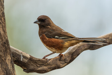 Female Eastern Towhee