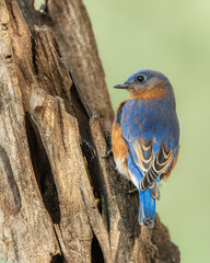 Female Easter Bluebird Perched on Tree Stump