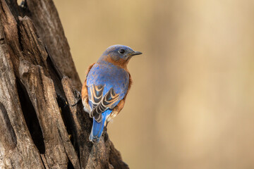 Female Easter Bluebird Perched on Tree Stump