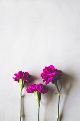 Three pink carnations on a white background 