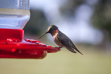 a ruby-throated humming bird sits a a feeder