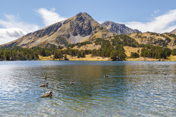 Randonnée au lac des Camporells en été dans la région naturelle du Capcir, dans les Pyrénées-Orientales, France