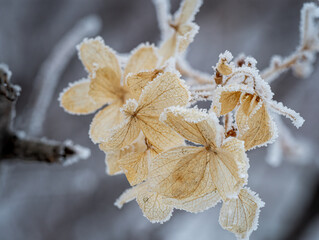 dried flower blossoms covered with frost on a cols winter day