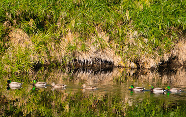duck in the swamp following the leader.