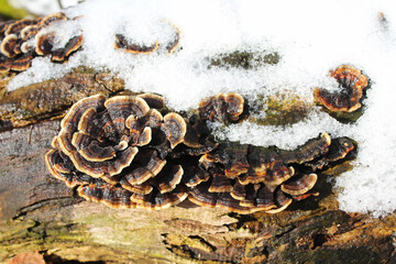 Turkey tail mushrooms on a log in melting snow at Linne Woods in Morton Grove, Illinois