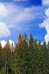High spruce against the blue sky in mountains. Summer landscape of pine forest in the Carpathians. Natural summer background