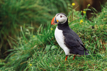 Cute Atlantic puffin standing on the grass..Latrabjarg. Iceland
