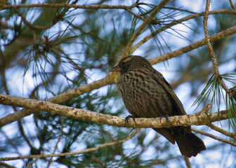 bird on a branch