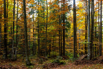 beautiful autumn beech forest. Carpathians in Ukraine. Dovbush rocks