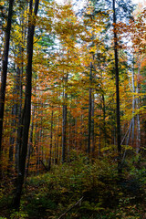 beautiful autumn beech forest. Carpathians in Ukraine. Dovbush rocks