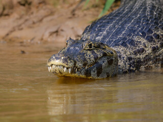 Caiman sunbathing on the river's shore in Pantanal, Brazil