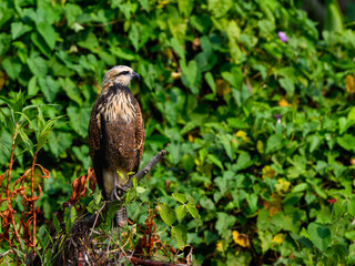 Black-collared Hawk portrait against green foliage in Pantanal, Brazil