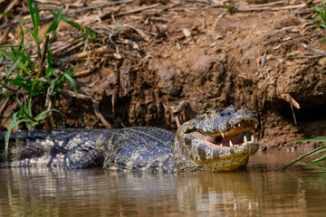 Caiman sunbathing on the river's shore in Pantanal, Brazil