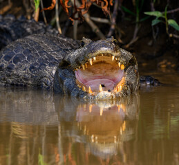 Caiman sunbathing on the river's shore in Pantanal, Brazil
