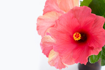 Hibiscus flower on white background.