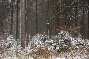 Foggy winter day in snowy forest during snowfall in the Black Forest,  Germany