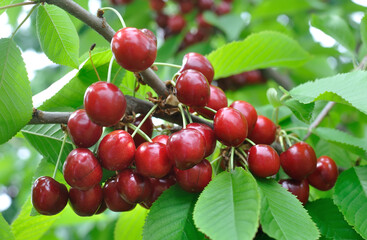 close-up of ripe sweet cherries on a tree in the garden  