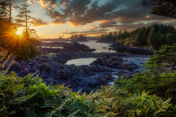 Ocean view of Ucluelet and Tofino on Vancouver Island with deer