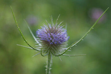 Closeup on the light purple flowering wild or fuller's teasel, Dipsacus fullonum against a green background