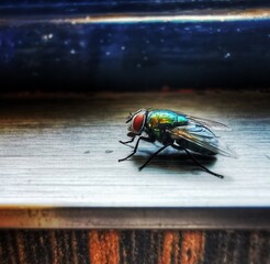 Selective focus of a green fly with red eyes on a restaurant counter