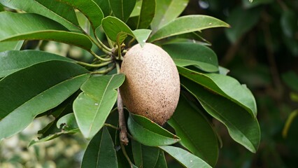Close up brown sapodilla fruit stick on the tree with it beauty flowers   