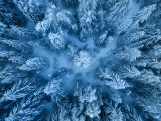 Aerial view of beautiful pine trees in snow in beautiful winter in blue hour. Top view from drone of snowy forest at dusk. Colorful landscape with trees in hoar. Snowfall in woods. Wintry woodland