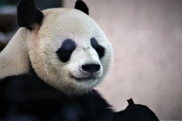Giant panda eating bamboo