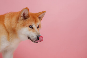 red dog japanese akita inu on a pink background close-up, the concept of love for dogs