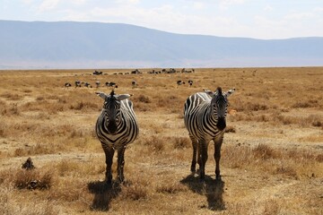 Zebra in Kenya