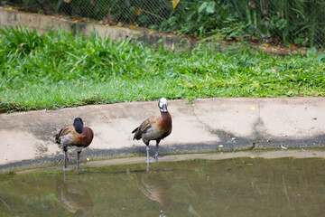 Irere wild duck, paturi, teal or white-headed duck (Pato selvagem Irerê, paturi, marrecão ou pato cabeça-branca).