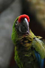 close up of a parrot