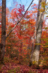 fairy view of red maple trees in Autumn in High Laurentians of Quebec with camera attached on a tree,  Canada