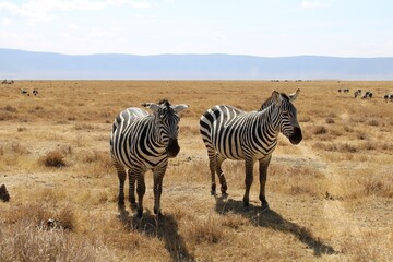 Fototapeta na wymiar Zebra in Kenya