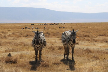Zebra in Kenya