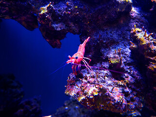 shrimp on corals