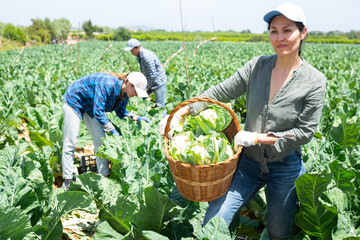 Farmer woman with a harvest of cabbage on the field