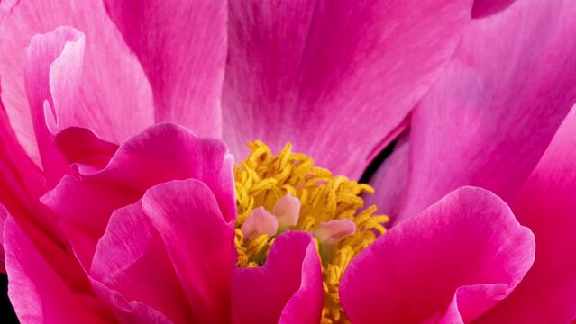 Timelapse of pink peony flower blooming on black background. Blooming peony flower open, time lapse, close-up. Wedding backdrop, Valentine's Day concept. Viva magenta, macro