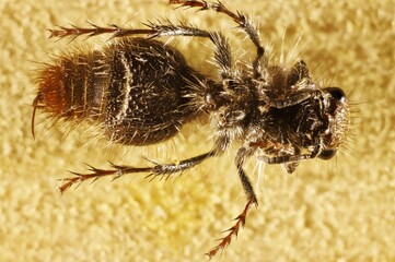 Ventral view of Female Velvet Ant (Ephutomorpha ferruginata) South Australia