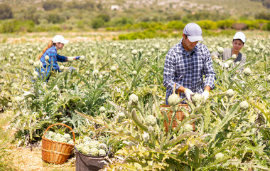 Caucasian man gardener harvesting fresh artichokes on plantation with women co-workers.