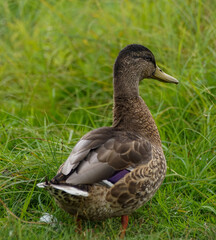 duck