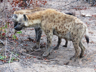 Hiena manchada.