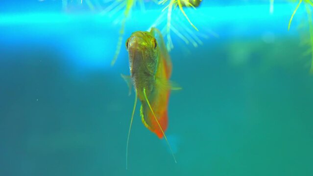 Dwarf Gourami fish, Trichogaster lalius, male specimen with red orange stripes coloration. Macro close up slow motion in aquarium. Species of fish native to southeastern Asia. Tropical fish hobby.