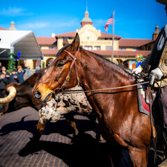 Brown horse walking on the street in a parade