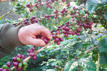 
agriculture concept
Harvest the Arabica coffee berries of the coffee plant. Farm organic arabica coffee beans, green robusta and arabica coffee berries by farmer's hands.