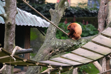 Brown long tailed monkey playing at the branch inside zoo. Selective focus.