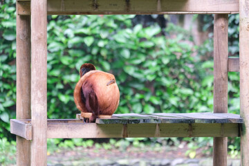 Brown long tailed monkey standing with mother. Selective focus. Open space area.