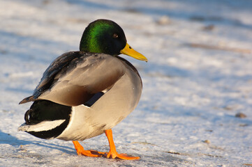 Naklejka na ściany i meble duck on the riverbank in winter close-up