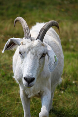 Livestock under the cool early spring sun in the fields of Hertfordshire in southeast england