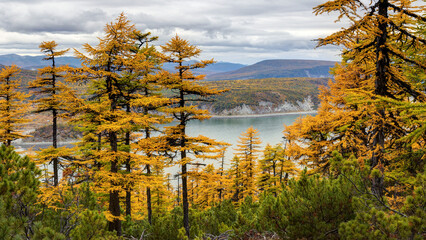 Beautiful autumn landscape. View of larch trees and dwarf pines. Coniferous forest in the mountains. In the distance is a sea bay and hills. Northern nature. Magadan region, Siberia, Russian Far East.