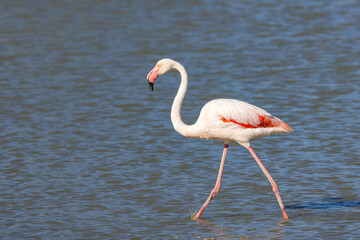 Flamingo at the Ornithological Park of Pont de Gau.